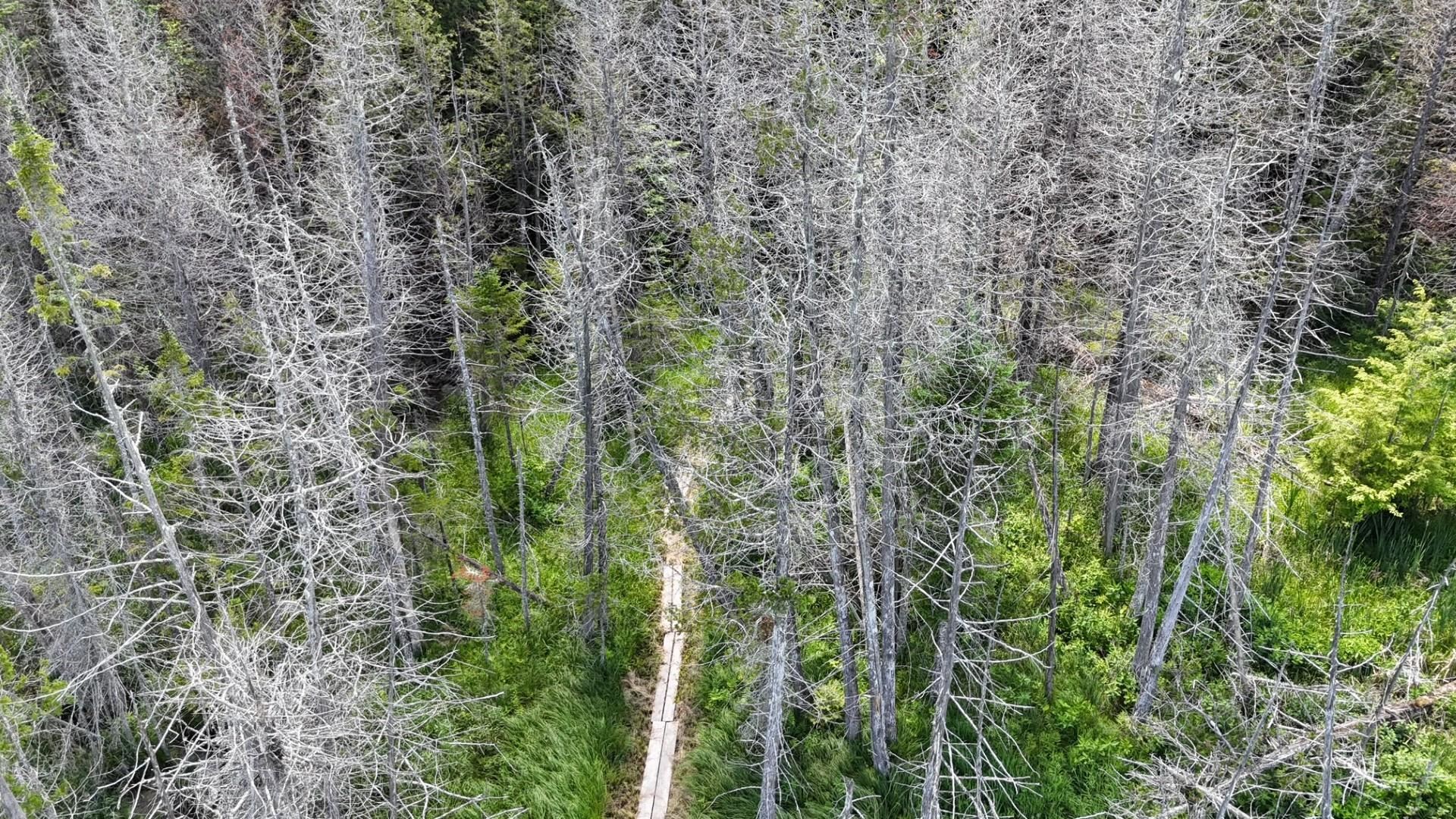 Tbd Stevens Road Barton, VT 05875 - Photo 23 of 50
