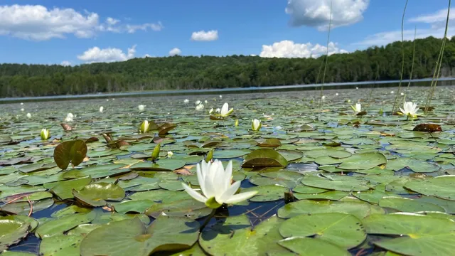 $268,000 | Tbd Stevens Road, Barton, VT 05875