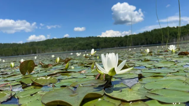 $268,000 | Tbd Stevens Road, Barton, VT 05875