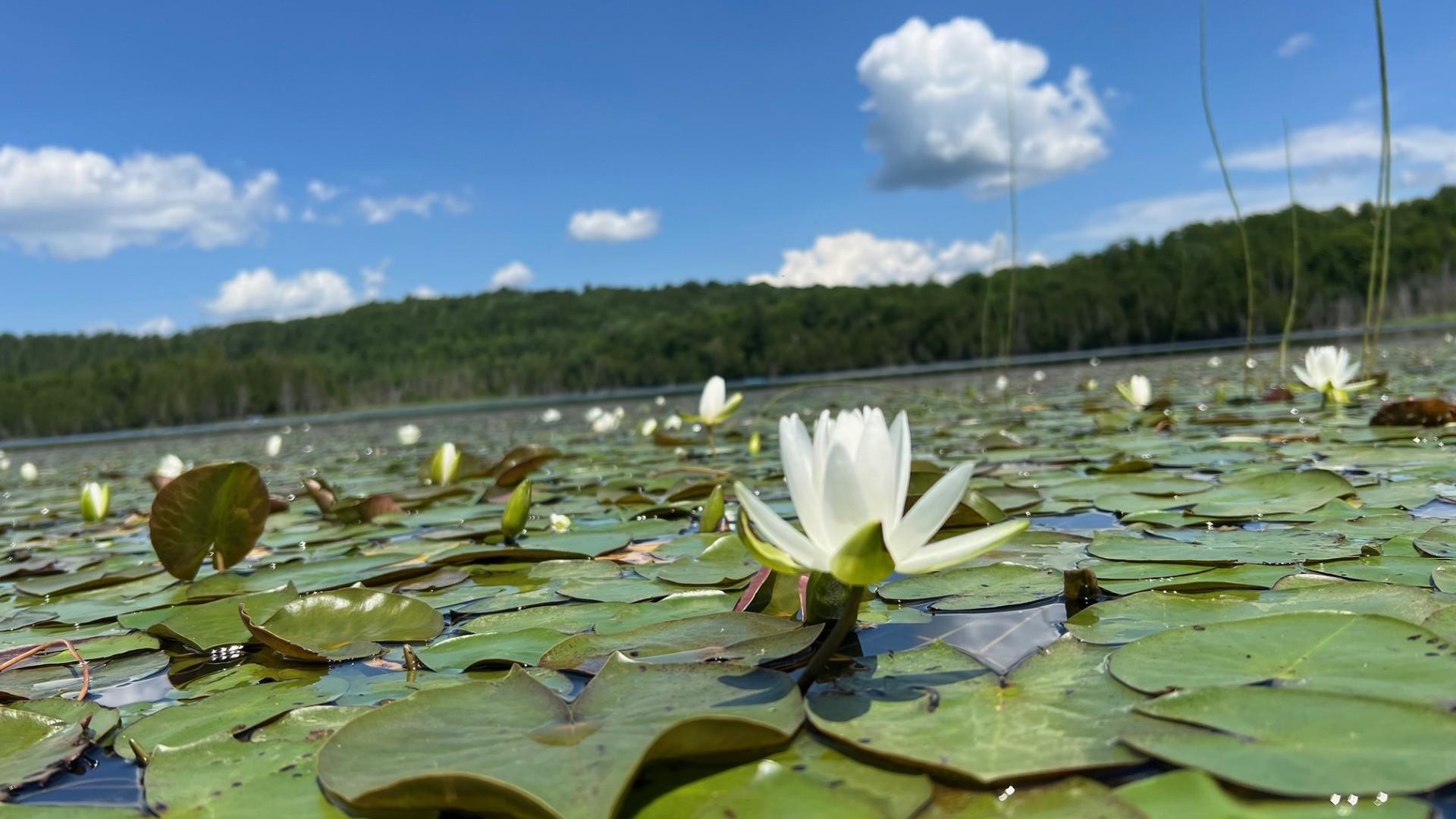 Tbd Stevens Road Barton, VT 05875 - Photo 38 of 50