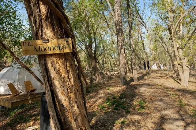 a view of a yard with plants and trees
