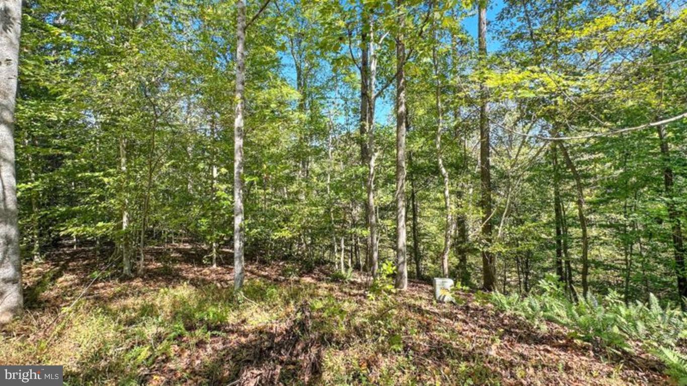 14 Mechunk Terrace Palmyra, VA 22963 - Photo 8 of 15 a view of a forest with a tree