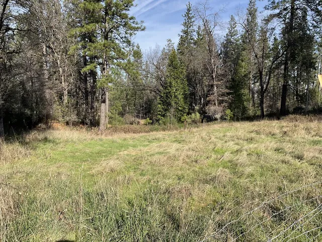 a view of a yard with large trees