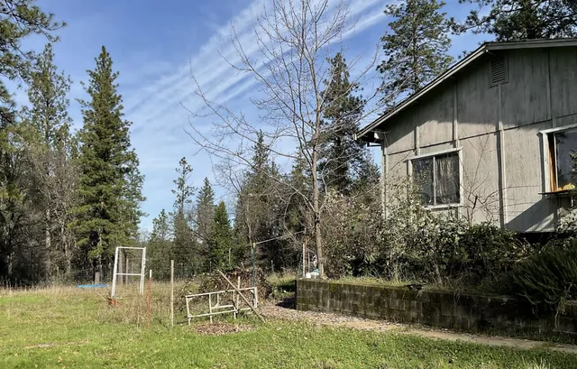 a view of a backyard with plants and large tree