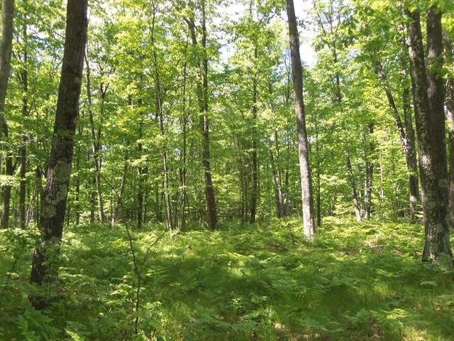 52-acres Lower Kaubashine Road Hazelhurst, WI 54531 - Photo 4 of 20 Gallery Image 4