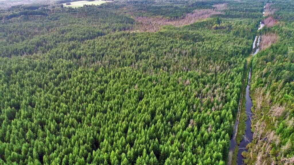 Lot 7 Off Pulcifer Road Mapleton, ME 04757 - Photo 7 of 11 lot-4-mapleton-me-land