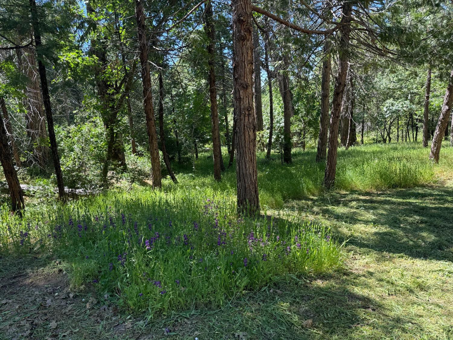 52802 Meadow Ranch Road North Fork, CA 93643 - Photo 8 of 9 Gallery Image 8