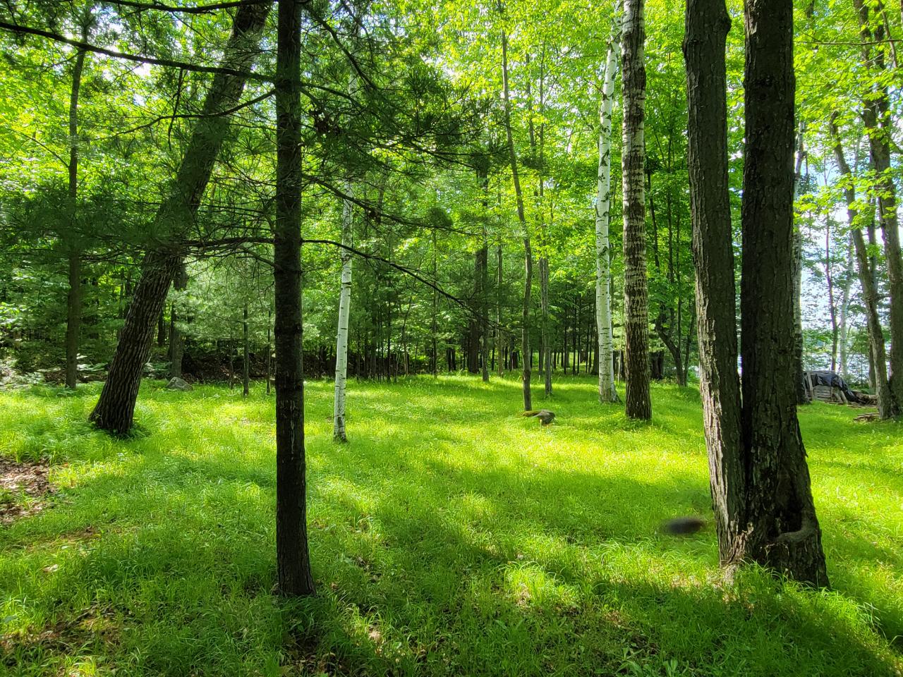 Lot 11 Deer Path Lane Tomahawk, WI 54487 - Photo 18 of 25 Gallery Image 18