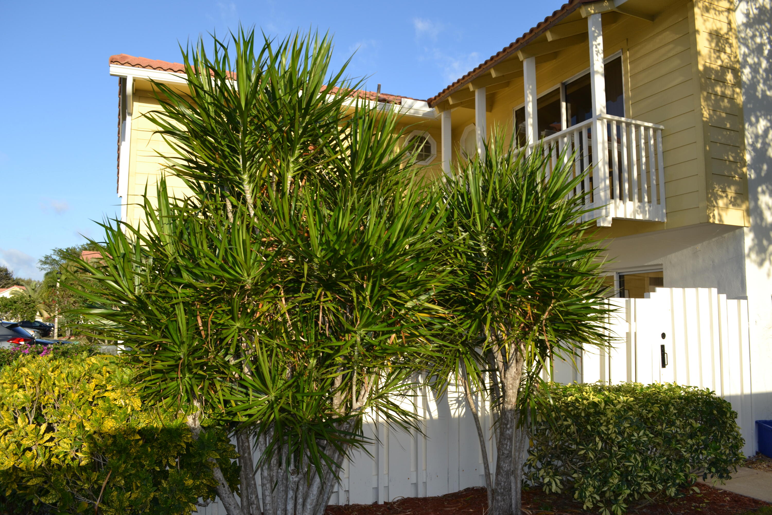 176 Seabreeze Circle Jupiter, FL 33477 - Photo 3 of 28 a view of a palm plant with garden