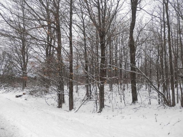 18402 Litzen Road Copemish, MI 49625 - Photo 33 of 34 Wooded Acreage