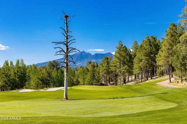 a view of a park with large trees