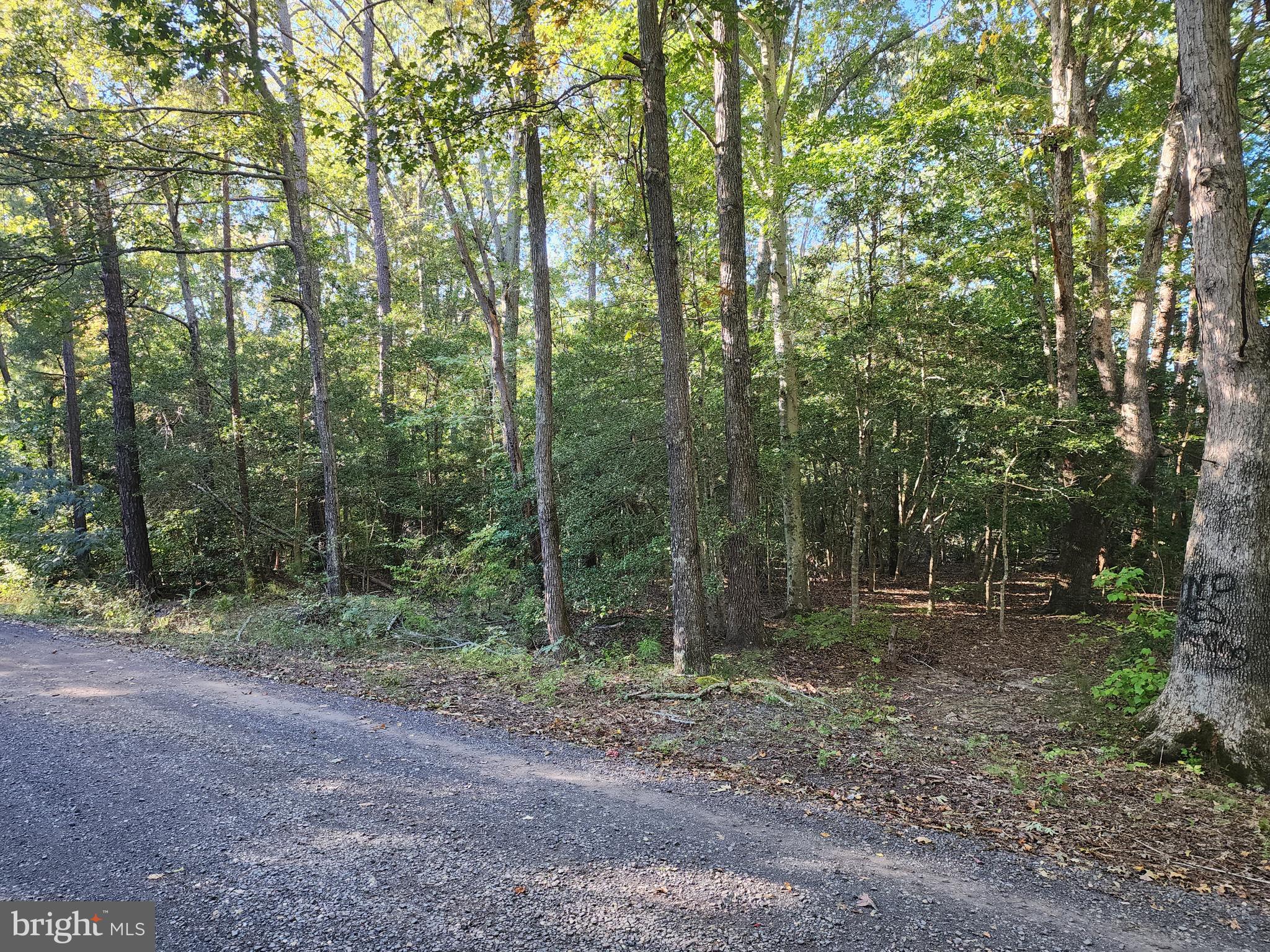 Cedar Lane Colonial Beach, VA 22443 - Photo 3 of 7 Front of lot from Cedar Ln