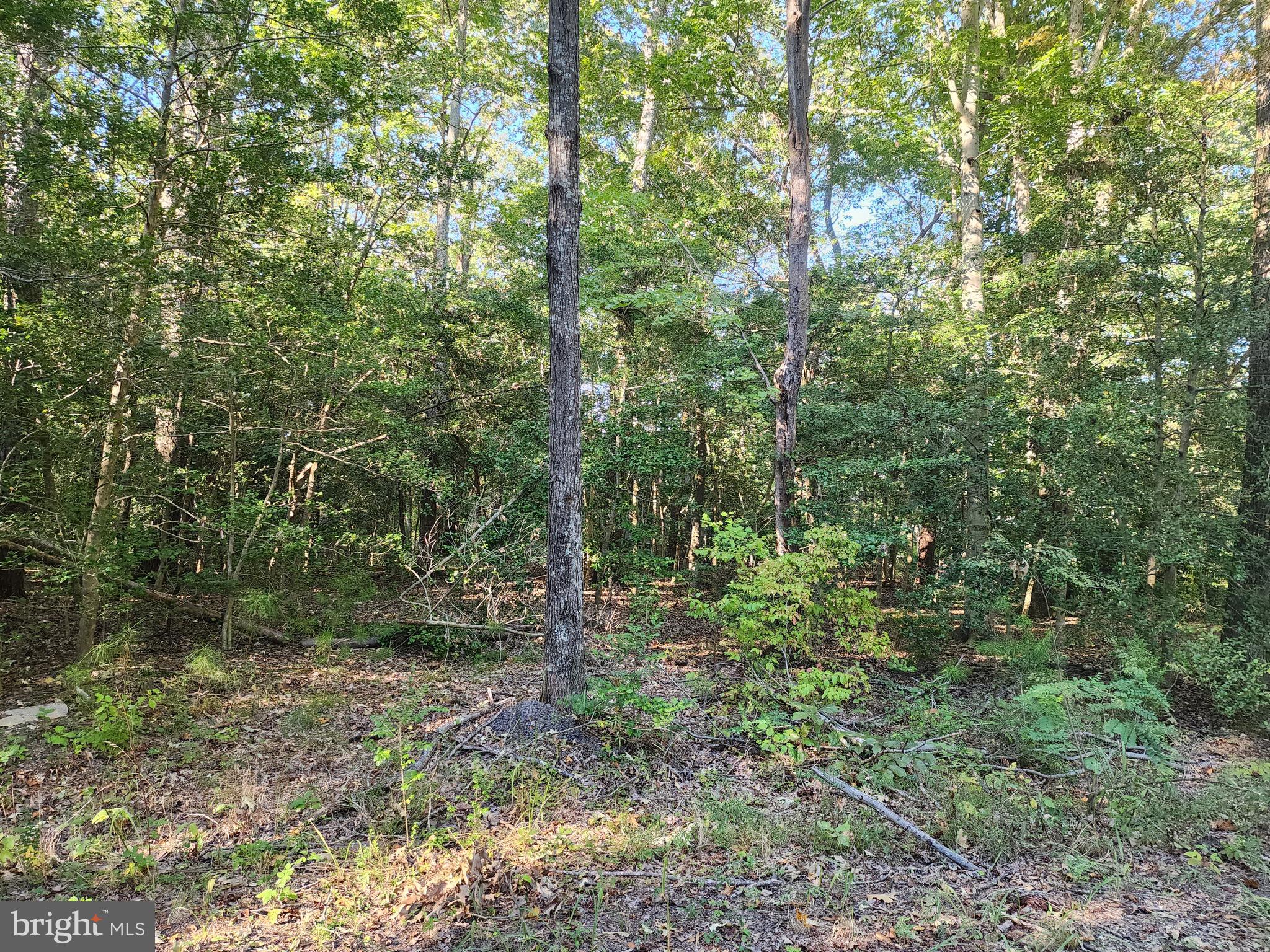 Cedar Lane Colonial Beach, VA 22443 - Photo 6 of 7 Wooded