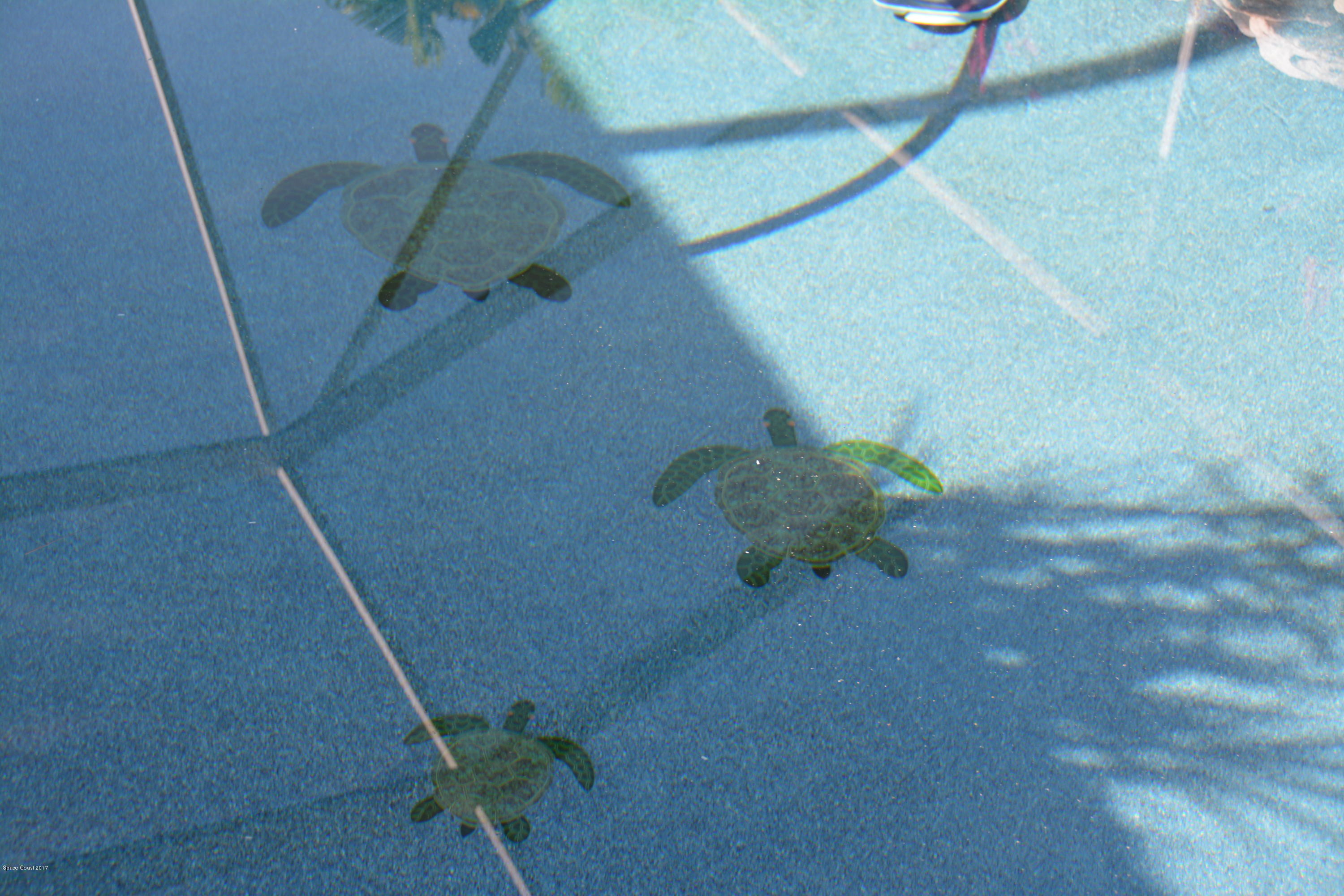3570 Holly Springs Road Melbourne, FL 32934 - Photo 3 of 8 Turtle's in the bottom of the pool