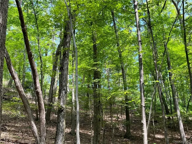 a close up of a tree
