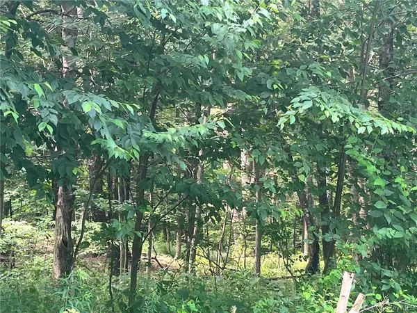 a view of a lush green forest