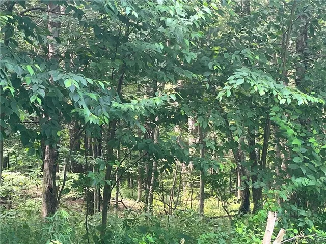a view of a lush green forest