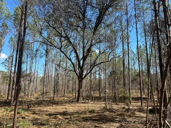 $129,900 | Lot 4-13 -ac Cottonwood Road, Cottonwood, AL 36320