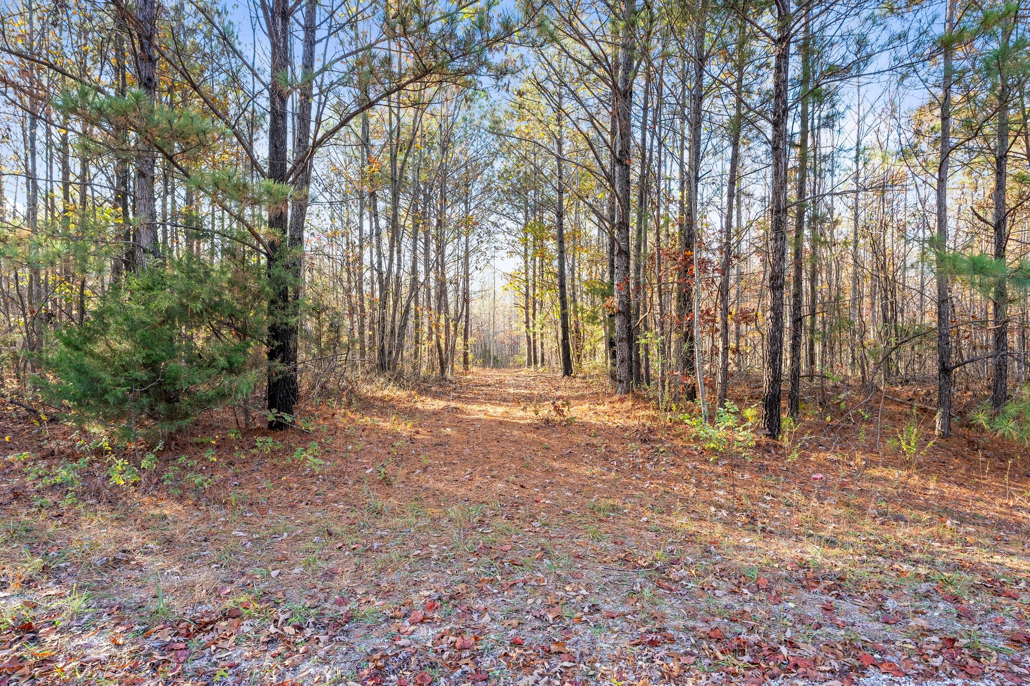 0 Old Shook Road Belvidere, TN 37306 - Photo 1 of 18 a backyard of a house with lots of green space
