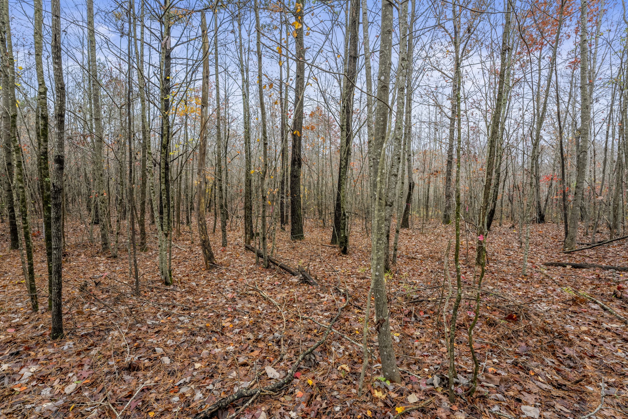 0 Old Shook Road Belvidere, TN 37306 - Photo 17 of 18 a view of small yard