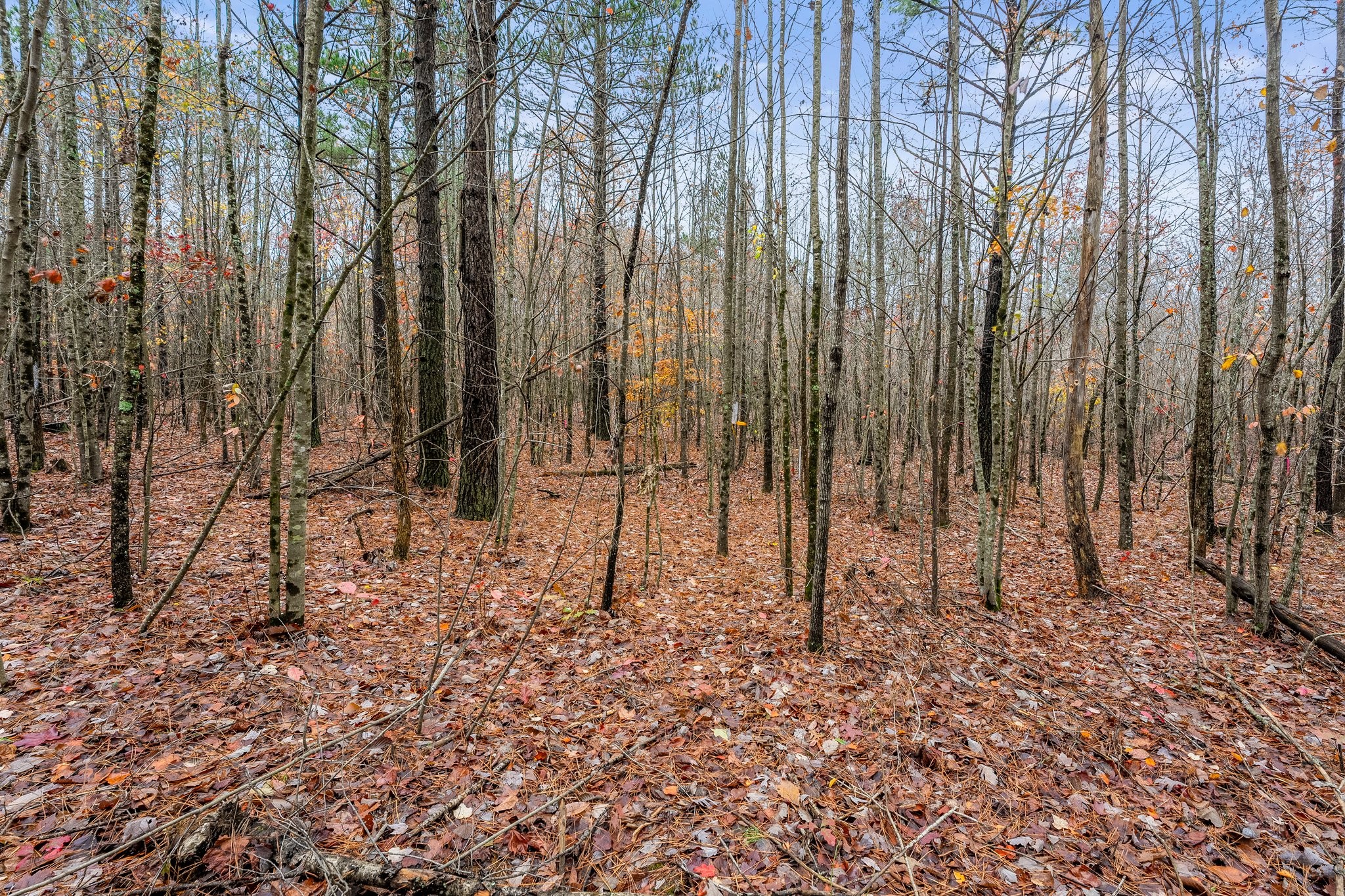 0 Old Shook Road Belvidere, TN 37306 - Photo 18 of 18 a view of a backyard