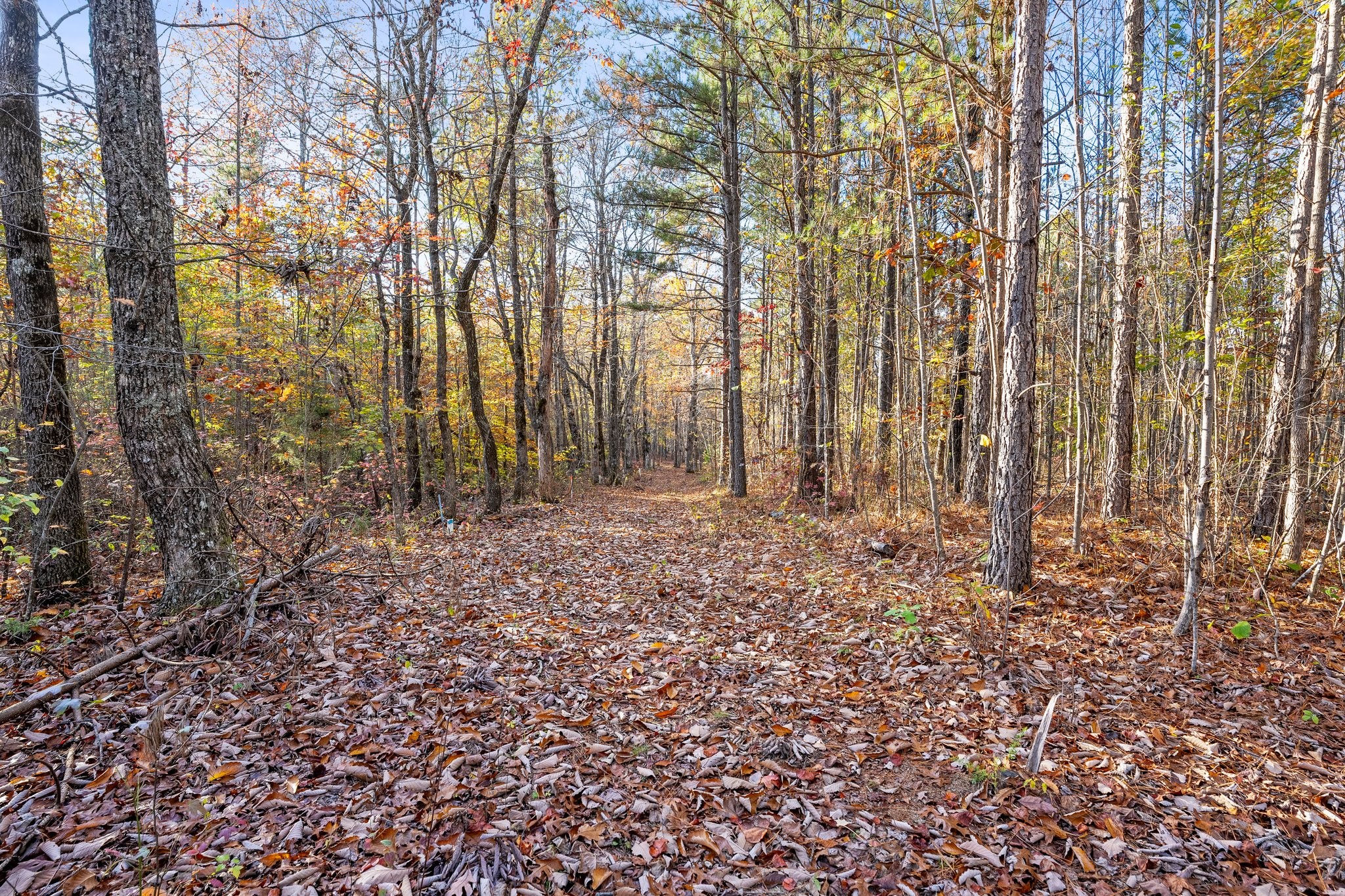 0 Old Shook Road Belvidere, TN 37306 - Photo 4 of 18 a view of outdoor space with deck and tree