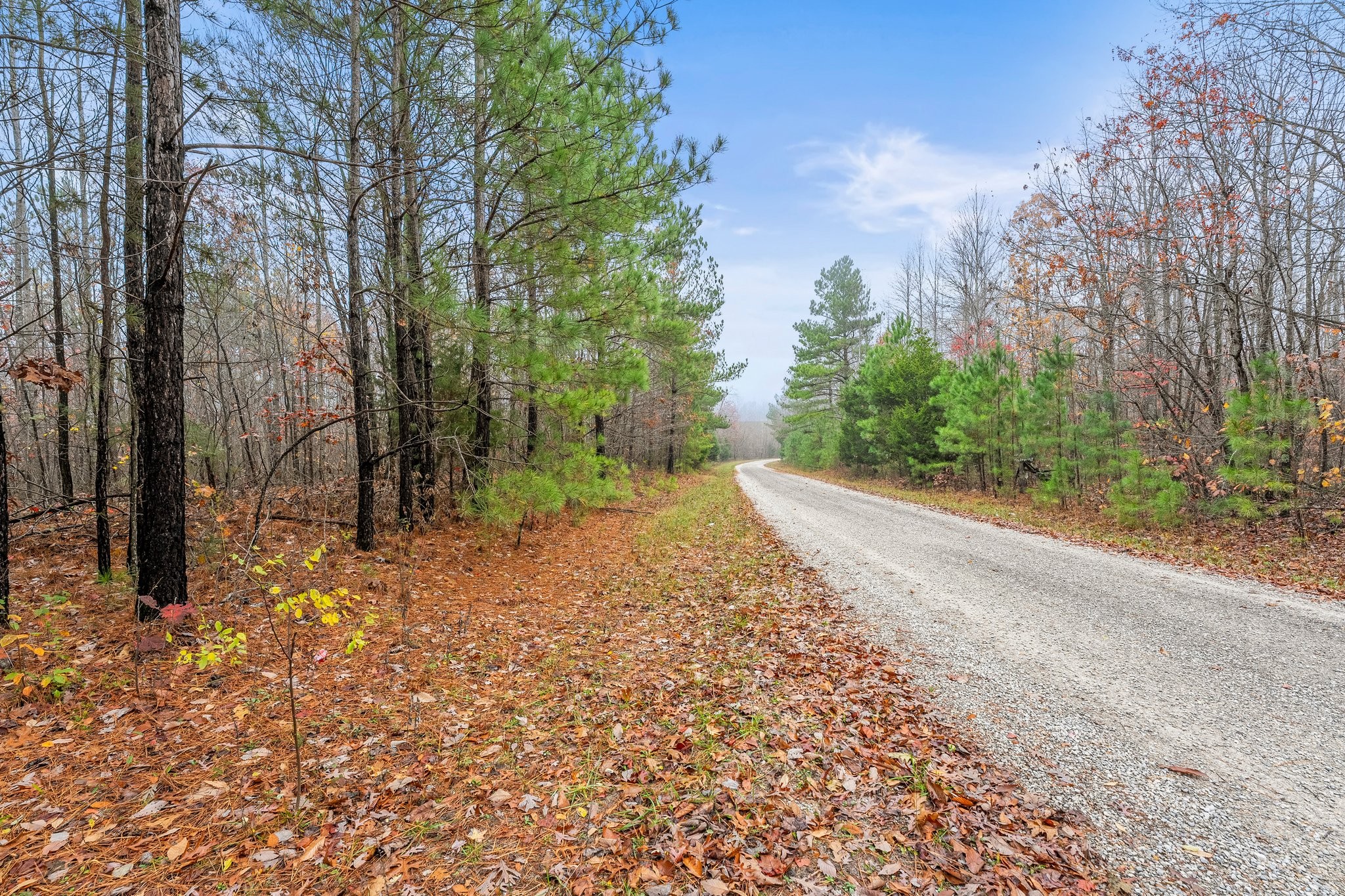 0 Old Shook Road Belvidere, TN 37306 - Photo 6 of 18 a view of a yard with plants and trees