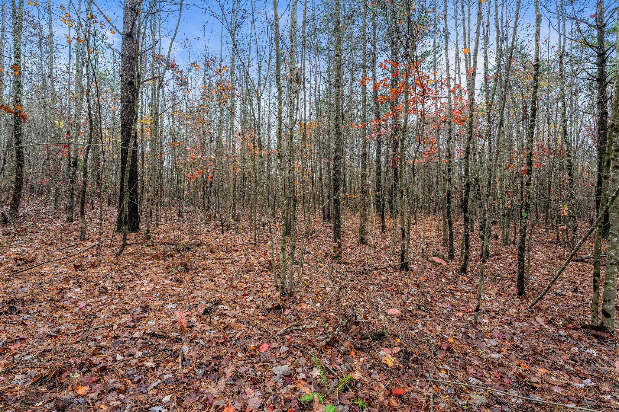 0 Old Shook Road Belvidere, TN 37306 - Photo 8 of 18 a view of outdoor space with green space