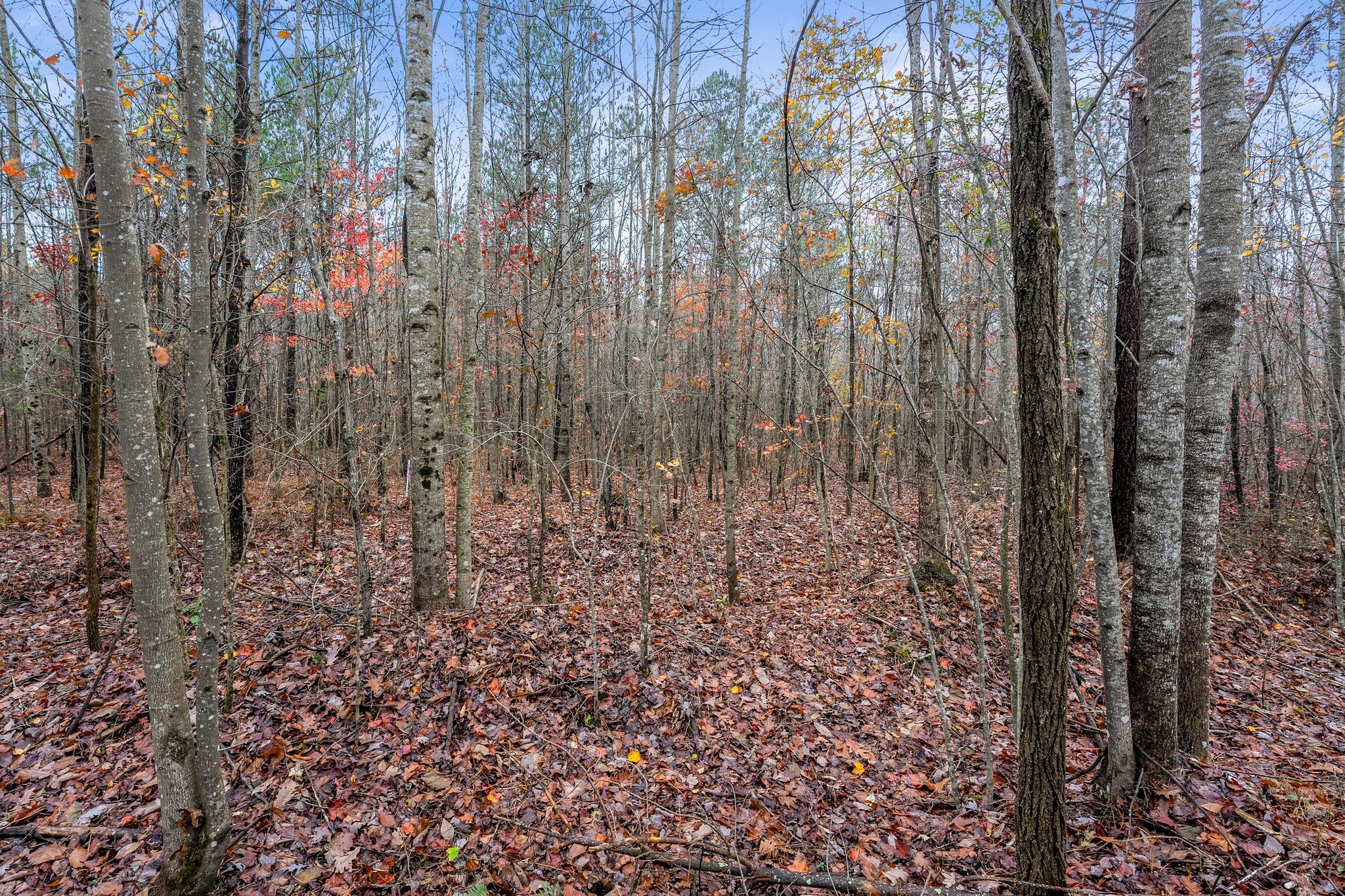 0 Old Shook Road Belvidere, TN 37306 - Photo 9 of 18 a view of room with trees