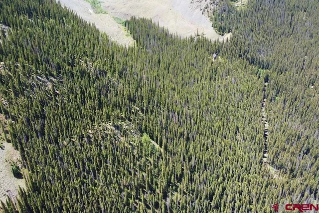 a view of a lush green forest