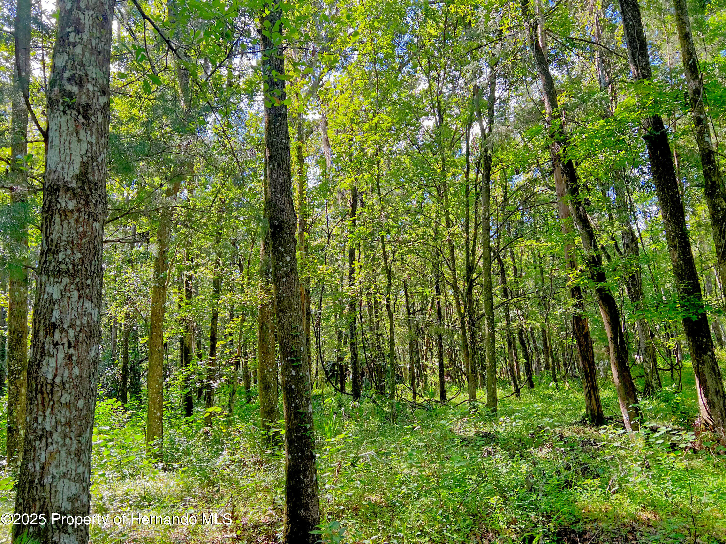 0 Whitman Road Brooksville, FL 34601 - Photo 24 of 30