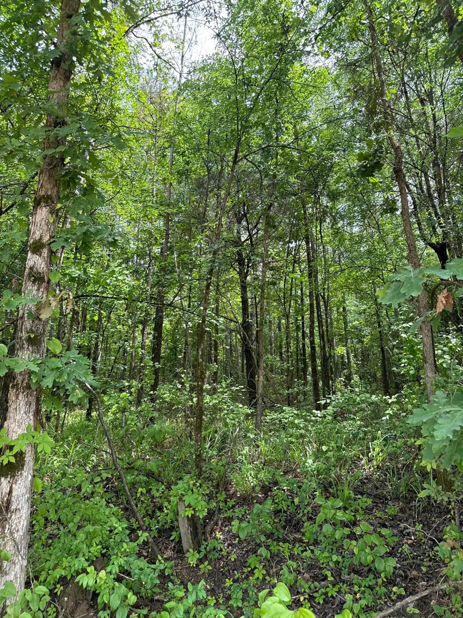 5 Old Gauley Road Calhoun City, MS 38916 - Photo 8 of 13 Gallery Image 8