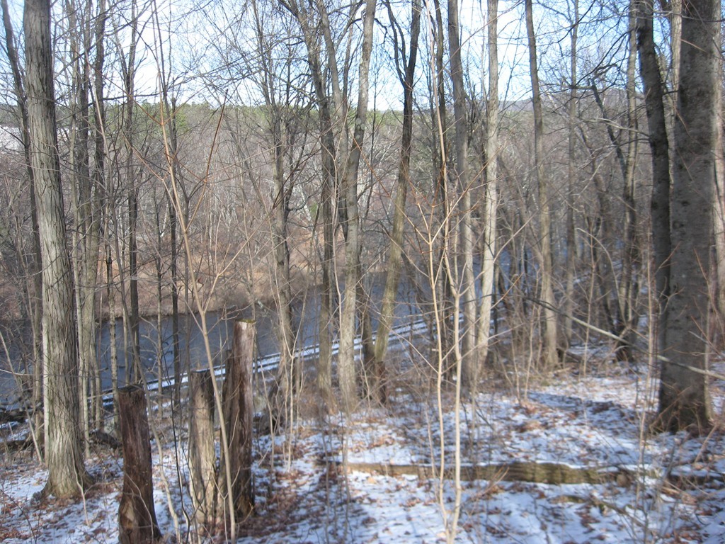 Lot 22 Bacon Road Ware, MA 01082 - Photo 2 of 5 a view of a forest with large trees