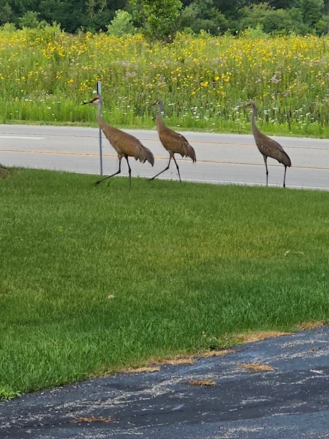 5 North Cedar Lake Road Round Lake, IL 60073 - Photo 18 of 20