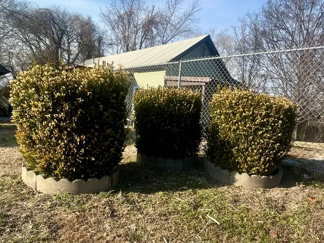 a view of a yard with plants and trees