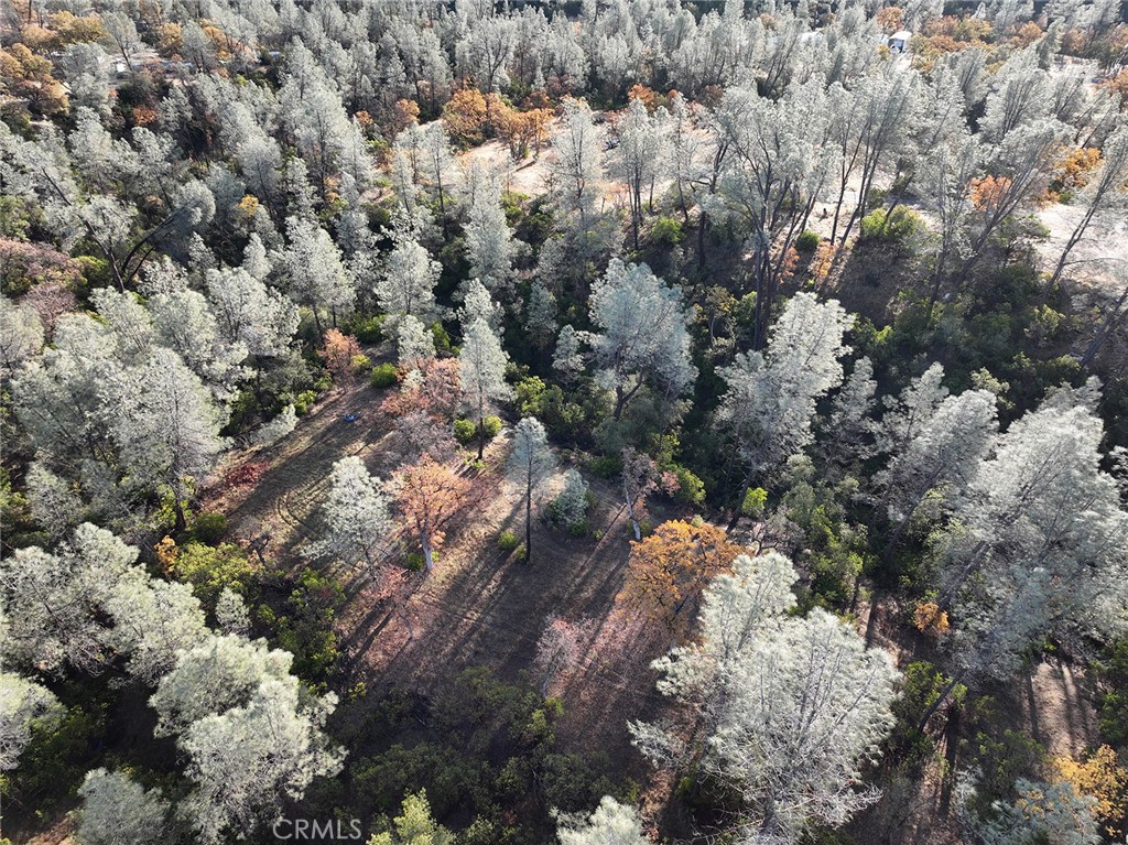 15785 Placer Court Corning, CA 96021 - Photo 16 of 24 a view of a tree in a forest