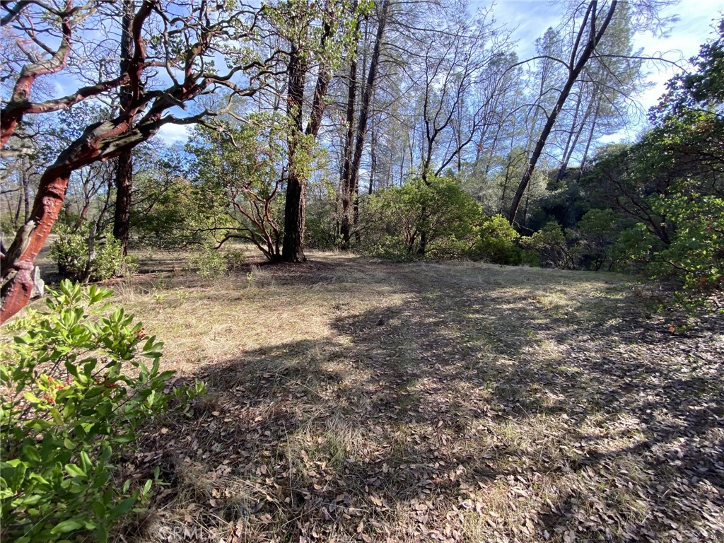 15785 Placer Court Corning, CA 96021 - Photo 4 of 24 a view of a yard with plants and trees