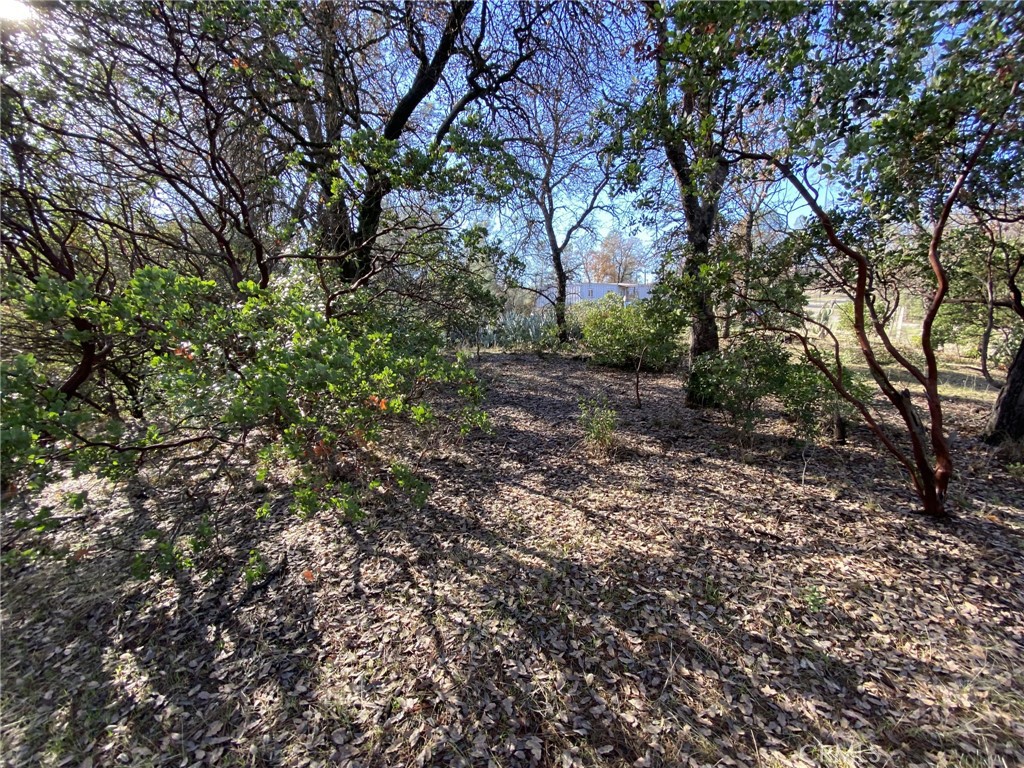 15785 Placer Court Corning, CA 96021 - Photo 8 of 24 a view of a yard with a tree