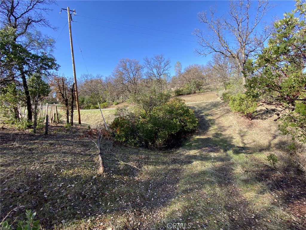 15785 Placer Court Corning, CA 96021 - Photo 10 of 24 a view of a yard with plants and large trees