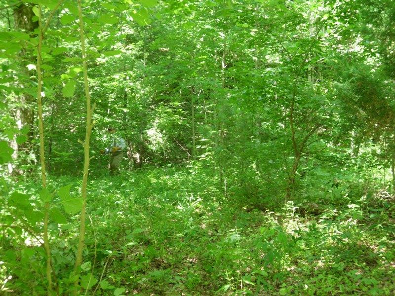 360 Drive Tellico Plains, TN 37385 - Photo 4 of 5 SANY0003