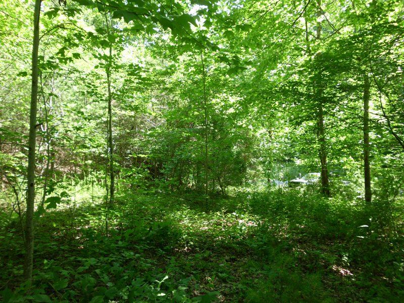 360 Drive Tellico Plains, TN 37385 - Photo 5 of 5 SANY0004