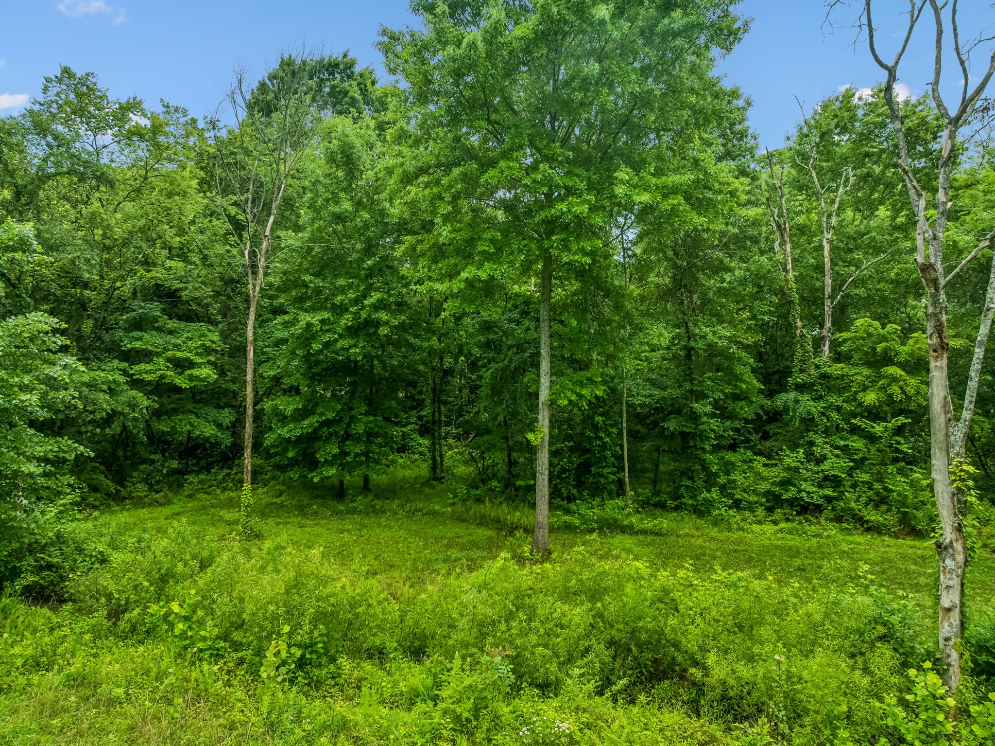 280 Kingdom Road Unionville, TN 37180 - Photo 29 of 65 a view of a backyard