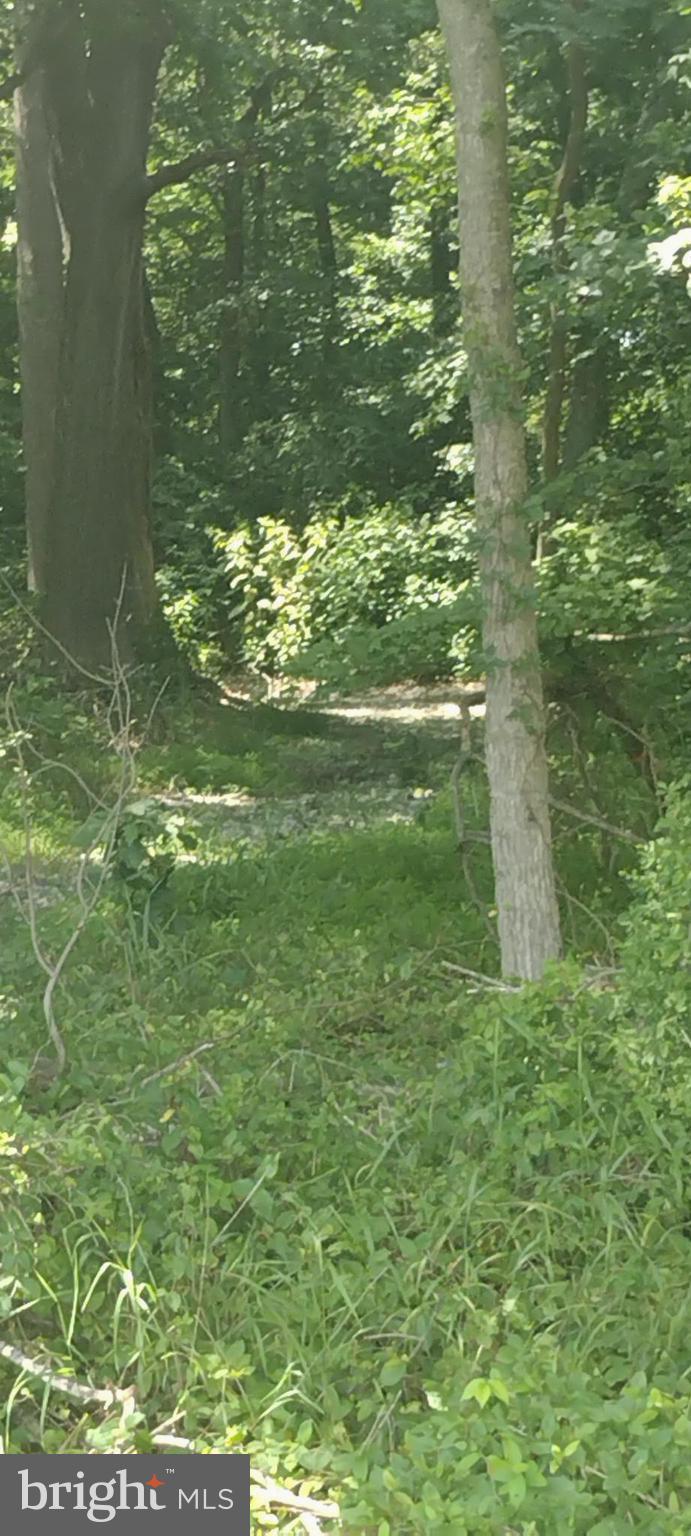 0 Fairmount Road Westover, MD 21871 - Photo 13 of 23 Inside wooded area