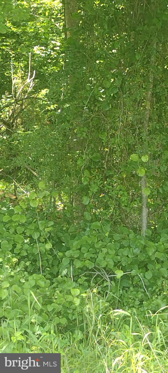 0 Fairmount Road Westover, MD 21871 - Photo 15 of 23 Inside wooded area