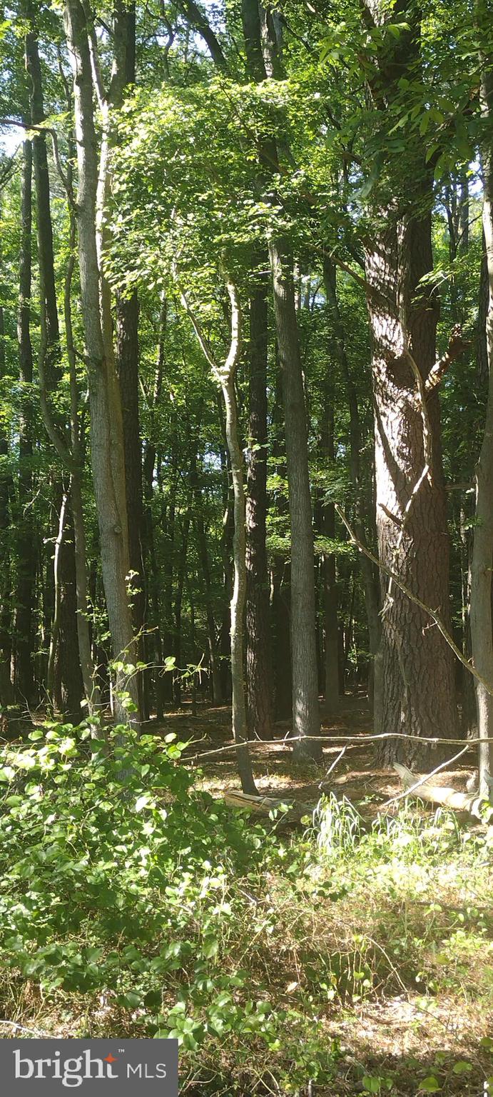 Inside wooded area