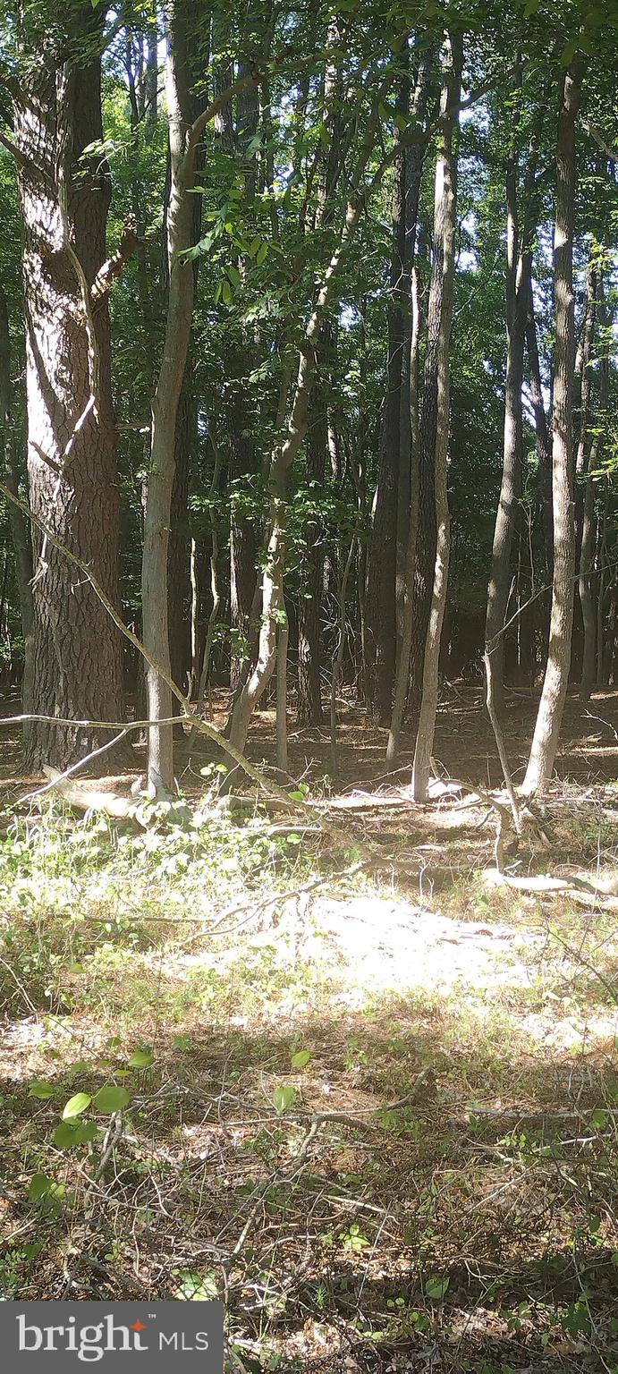 Inside Wooded Area