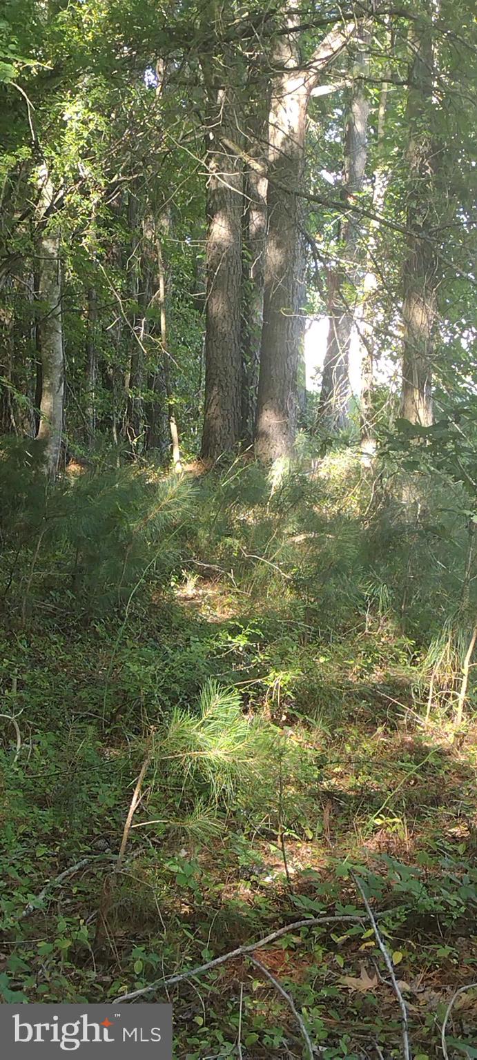 Inside wooded area
