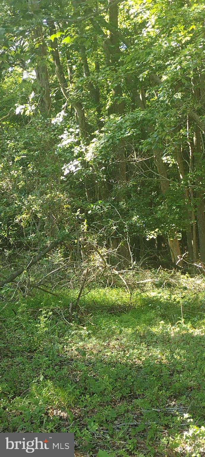 0 Fairmount Road Westover, MD 21871 - Photo 8 of 23 Inside wooded area