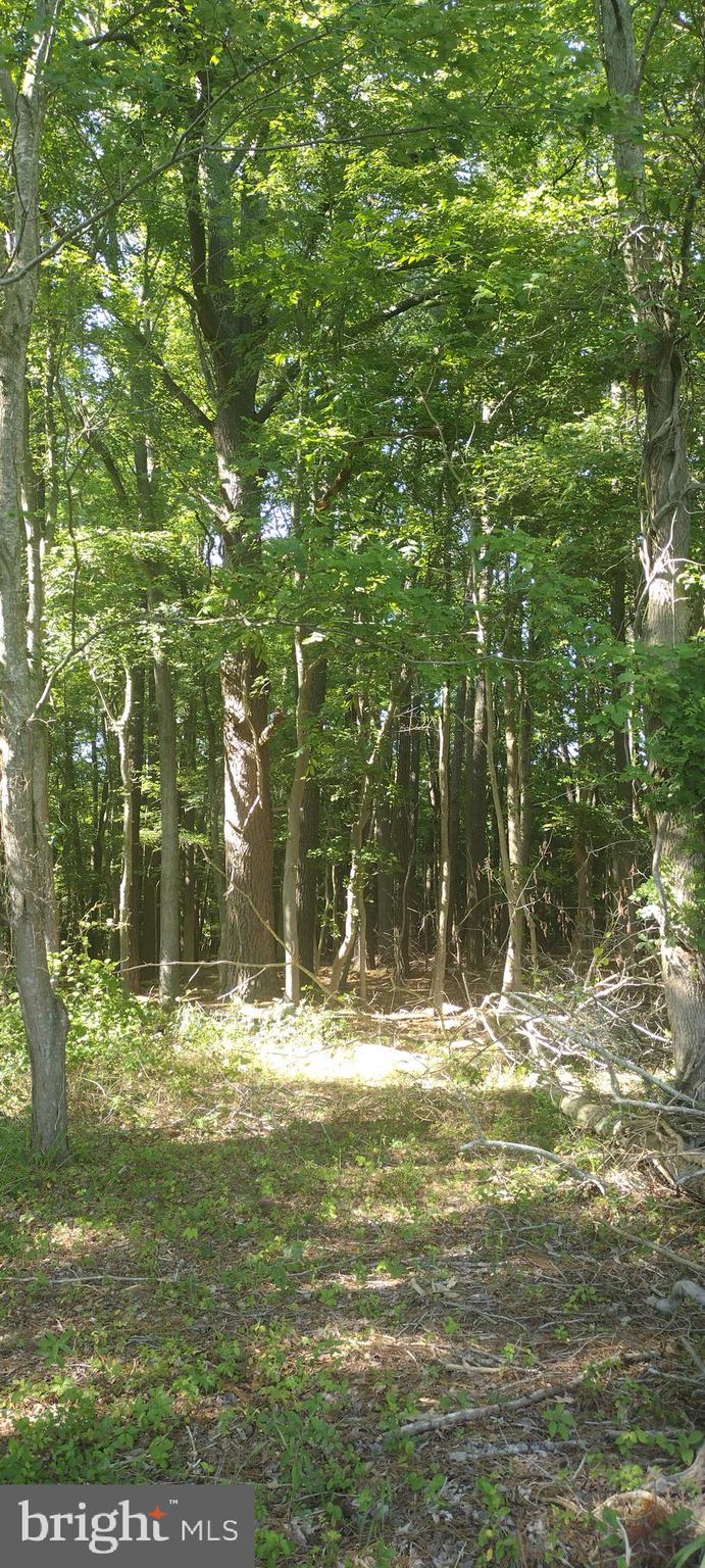 0 Fairmount Road Westover, MD 21871 - Photo 9 of 23 Inside wooded area