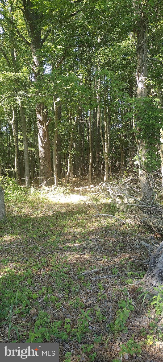 0 Fairmount Road Westover, MD 21871 - Photo 10 of 23 Inside wooded area